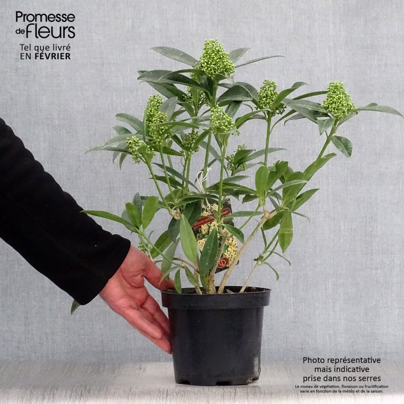 Skimmia japonica Kew Green - Esquimia Maceta 2L/3L Ejemplar entregado en invierno