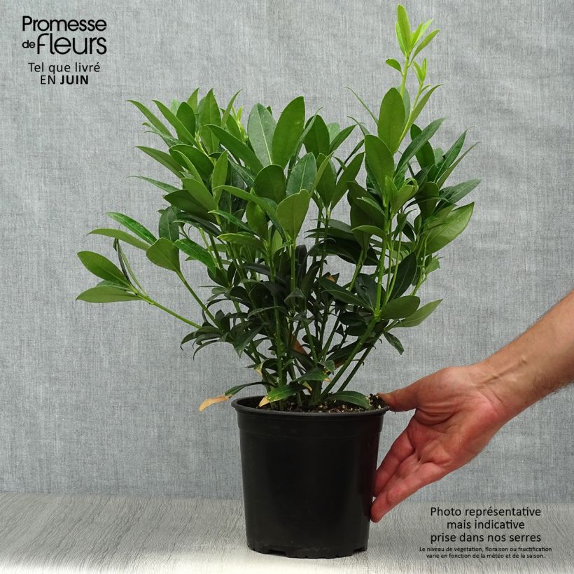 Ejemplar de Skimmia japonica Kew White - Esquimia Maceta 2L/3L entregado en verano