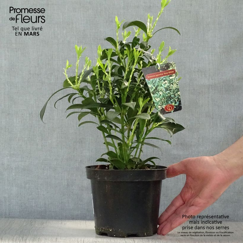 Skimmia japonica Kew White - Esquimia Maceta 2L/3L Ejemplar entregado en la primavera