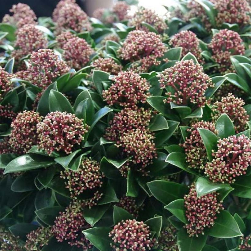 Skimmia japonica Pink Dwarf - Esquimia (Floración)