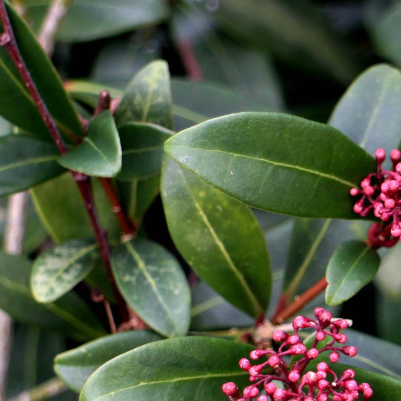 Skimmia japonica Rubella - Esquimia (Follaje)