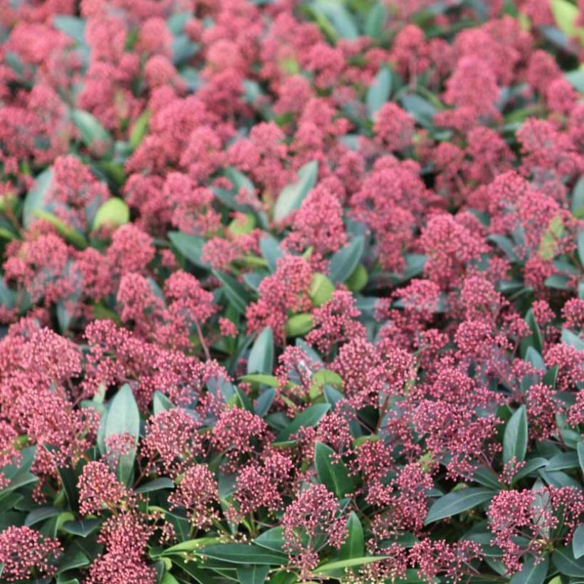 Skimmia japonica Rubella - Esquimia (Floración)