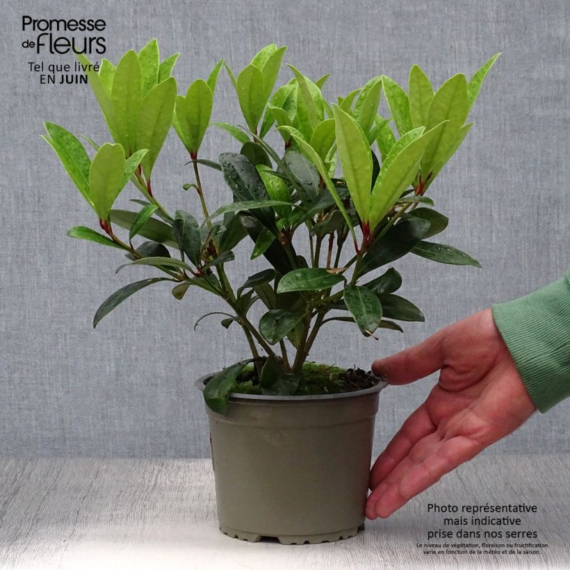 Ejemplar de Skimmia japonica Rubella - Esquimia Maceta de 12 cm / 13 cm entregado en verano