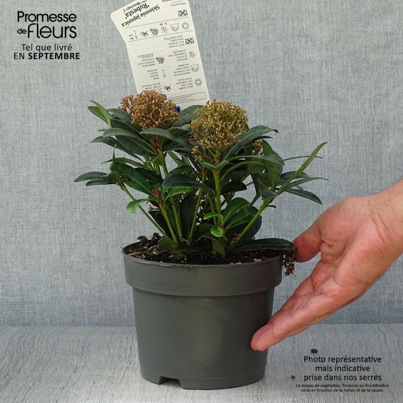 Ejemplar de Skimmia japonica Rubesta - Esquimia Maceta 2L/3L entregado en otoño