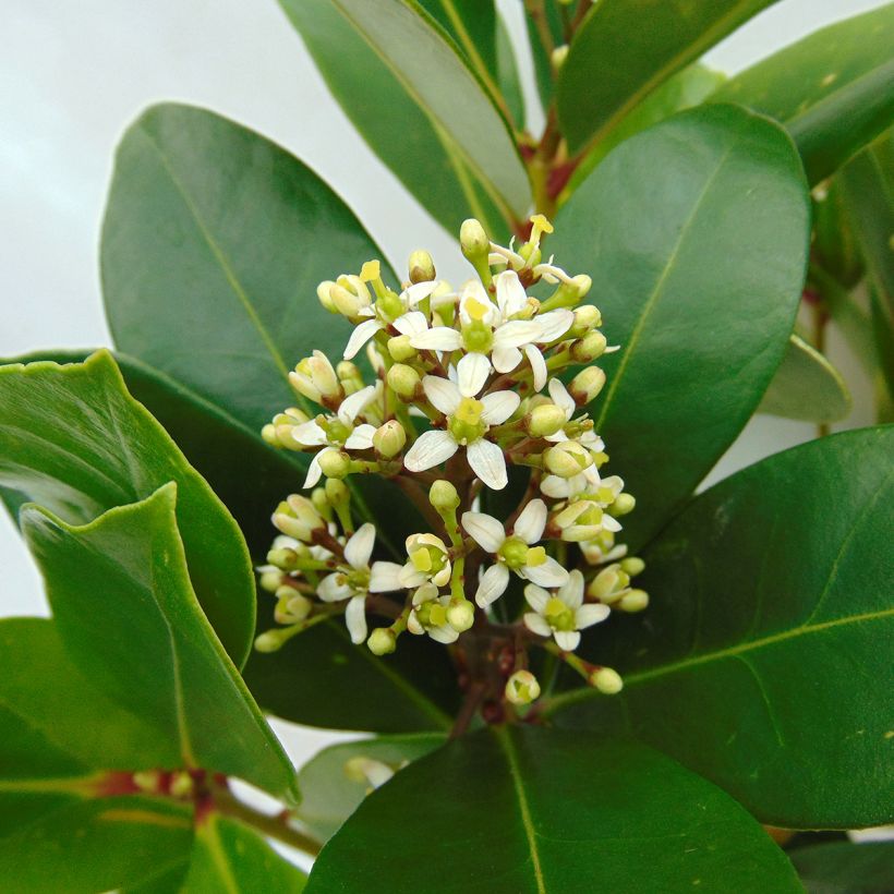 Skimmia japonica Veitchii - Esquimia (Floración)
