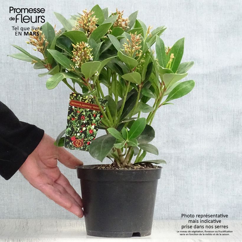 Skimmia japonica Veitchii - Esquimia Maceta 2L/3L Ejemplar entregado en la primavera