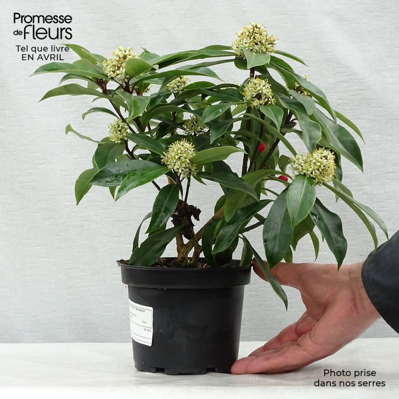 Skimmia reevesiana Maceta 1L/1,5L Ejemplar entregado en la primavera