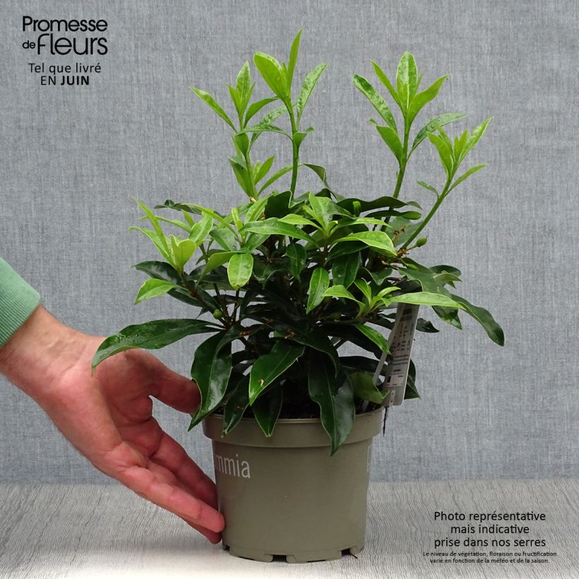 Ejemplar de Skimmia reevesiana Maceta 1L/1,5L entregado en verano