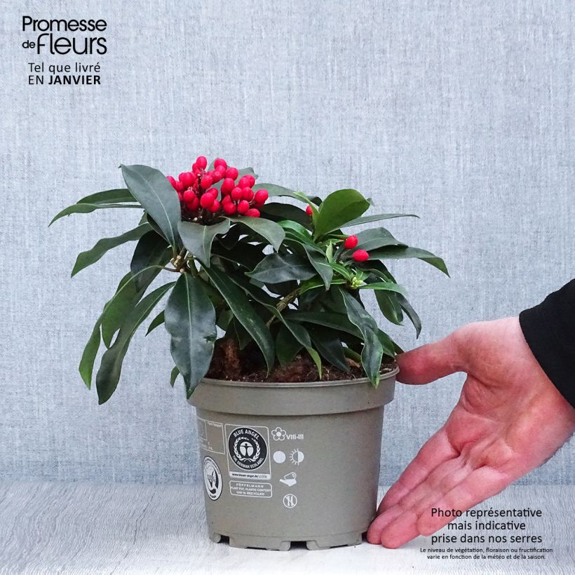 Skimmia reevesiana Maceta 1L/1,5L Ejemplar entregado en invierno