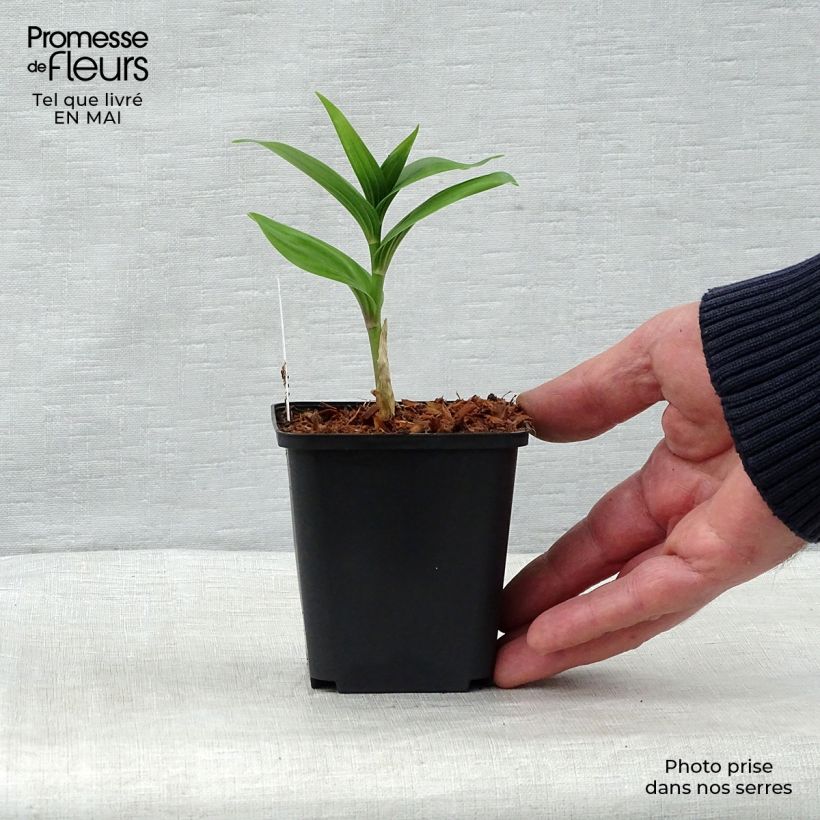 Smilacina racemosum Maceta de 8/9 cm Ejemplar entregado en la primavera