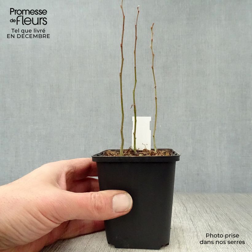 Smilacina racemosum Maceta de 8/9 cm Ejemplar entregado en invierno