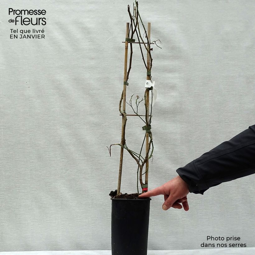 Solanum crispum Glasnevin Maceta 2L/3L Ejemplar entregado en invierno