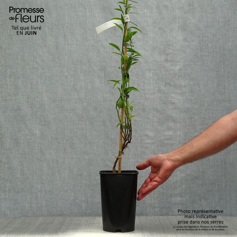 Ejemplar de Solanum crispum Glasnevin Maceta 2L/3L entregado en verano