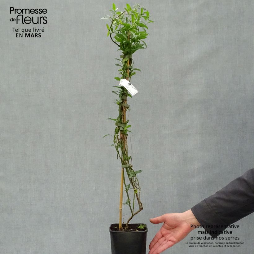 Solanum crispum Glasnevin Maceta 2L/3L Ejemplar entregado en la primavera