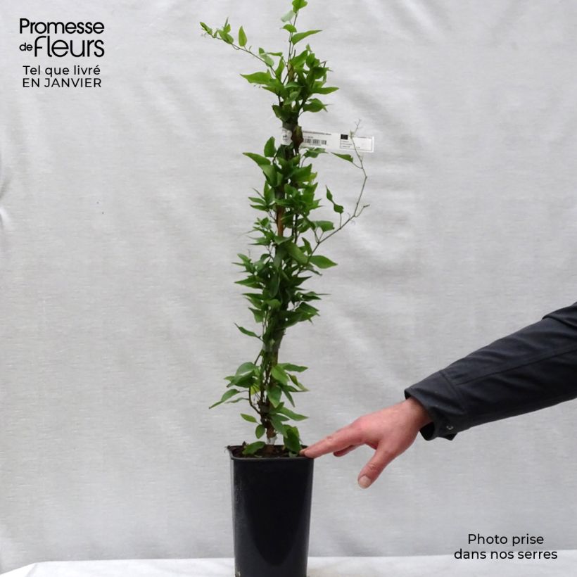 Solanum jasminoides Album - Falso Jazmín Maceta 2L/3L Ejemplar entregado en invierno