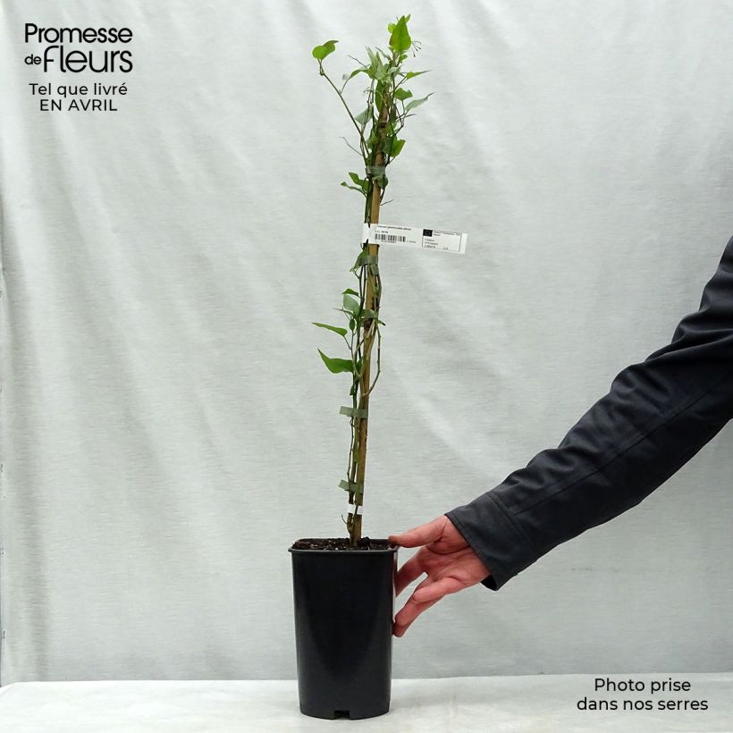 Solanum jasminoides Album - Falso Jazmín Maceta 2L/3L Ejemplar entregado en la primavera