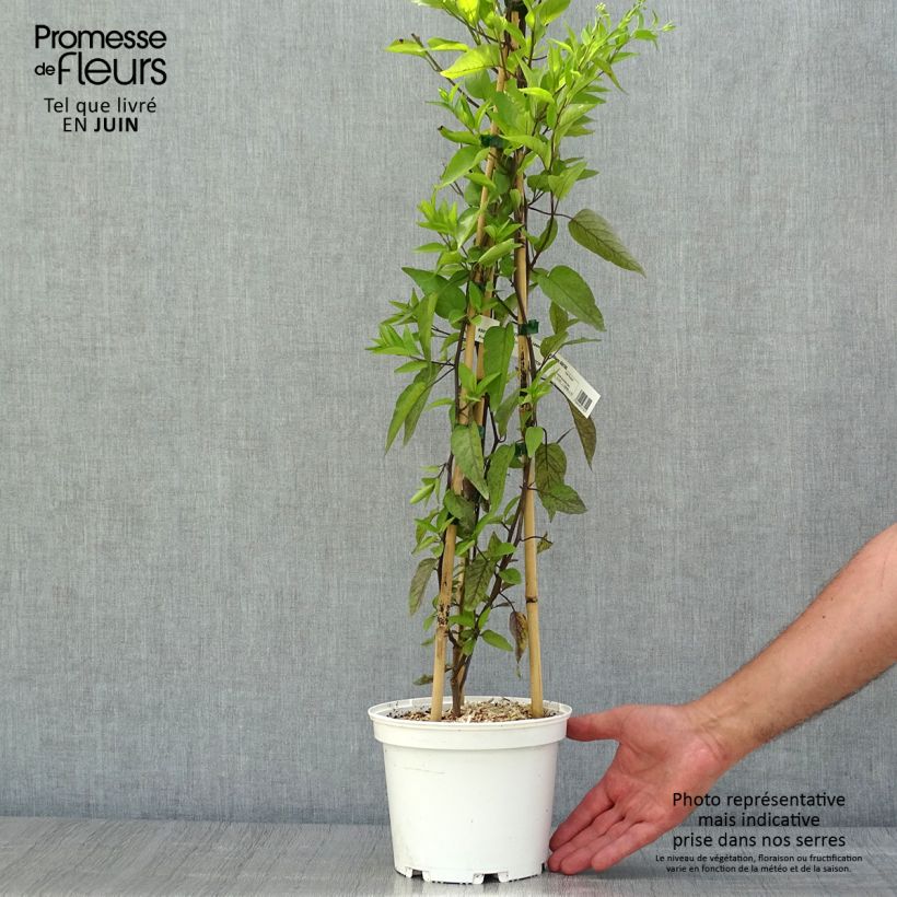 Ejemplar de Solanum jasminoides Album - Falso Jazmín Maceta 2L/3L entregado en verano