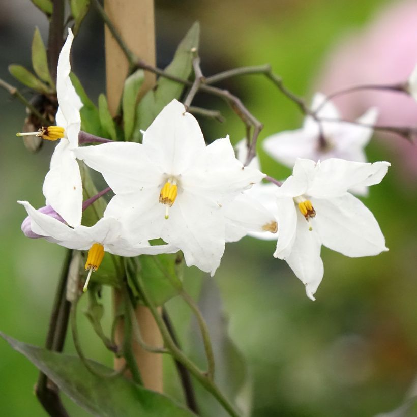 Solanum jasminoides Album - Falso Jazmín (Floración)