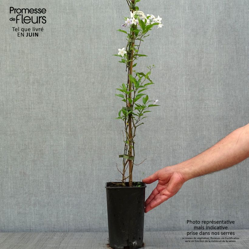 Solanum jasminoides Blue - Falso Jazmín Maceta 2L/3L Ejemplar entregado en la primavera