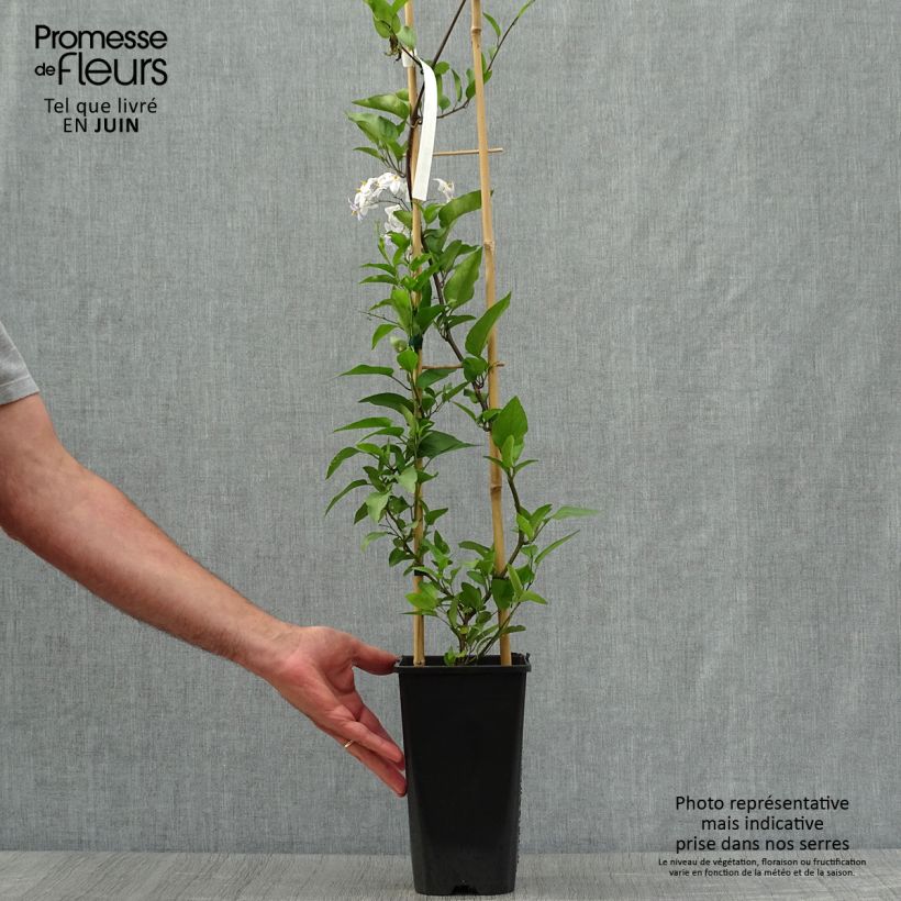 Ejemplar de Solanum jasminoides - Falso Jazmín Maceta 2L/3L entregado en verano