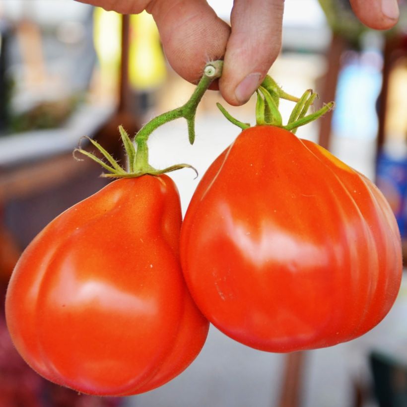 Tomate Liguria Bio - Ferme de Sainte Marthe (Cosecha)