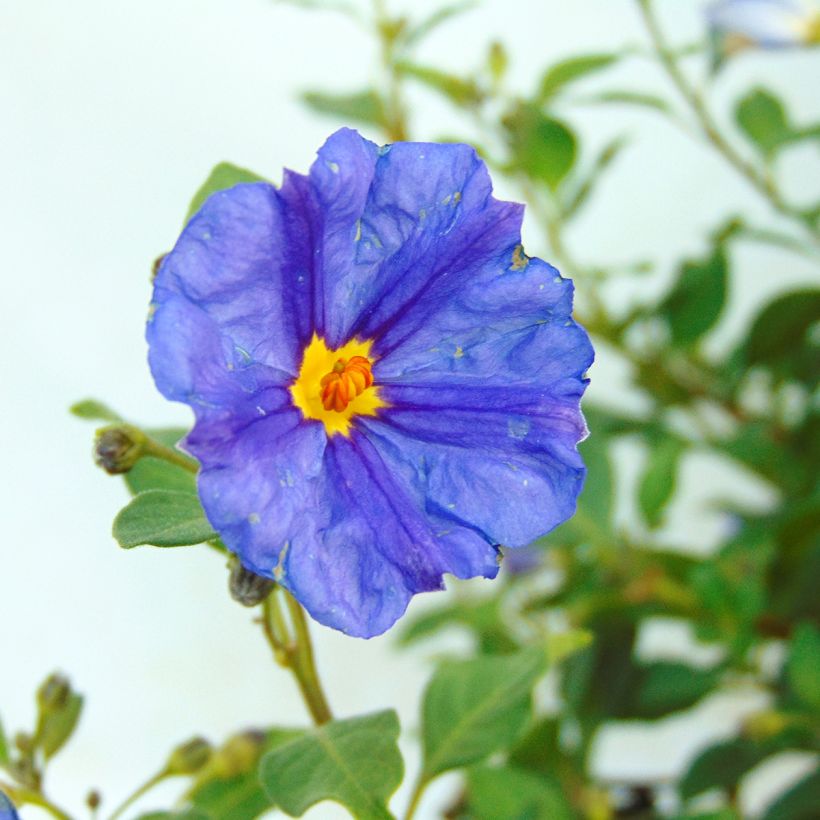 Solanum rantonnetii - Solano de flor azul (Floración)