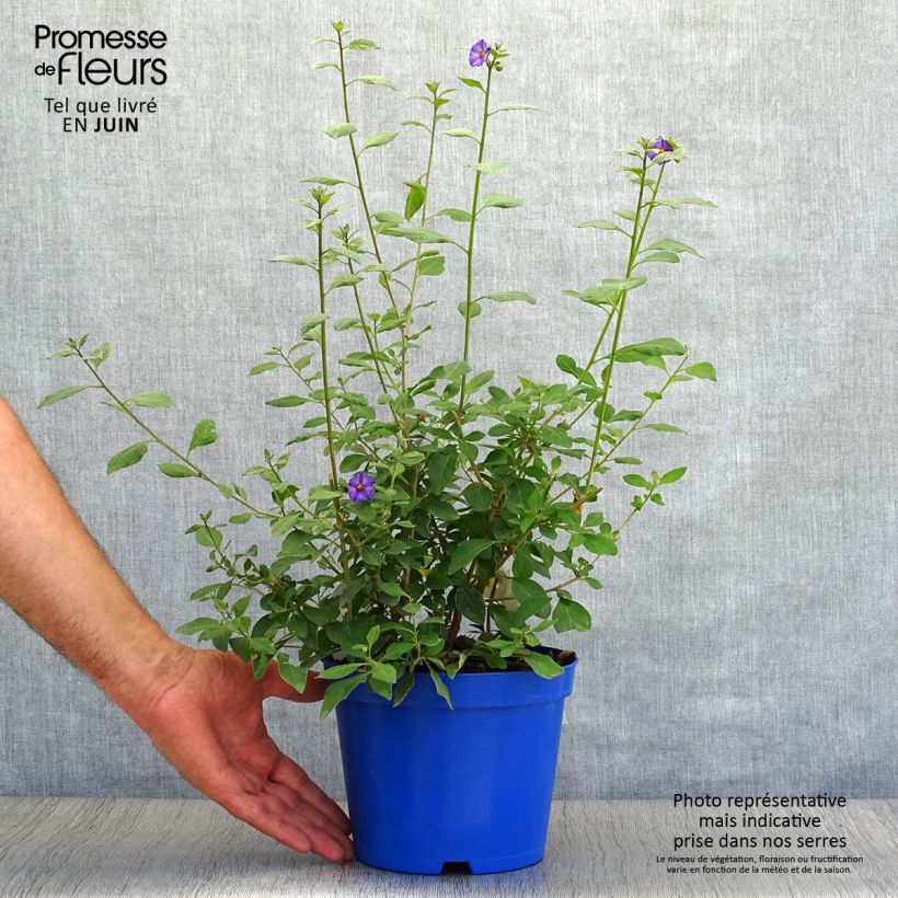 Ejemplar de Solanum rantonnetii - Solano de flor azul Maceta 3L/4L entregado en verano