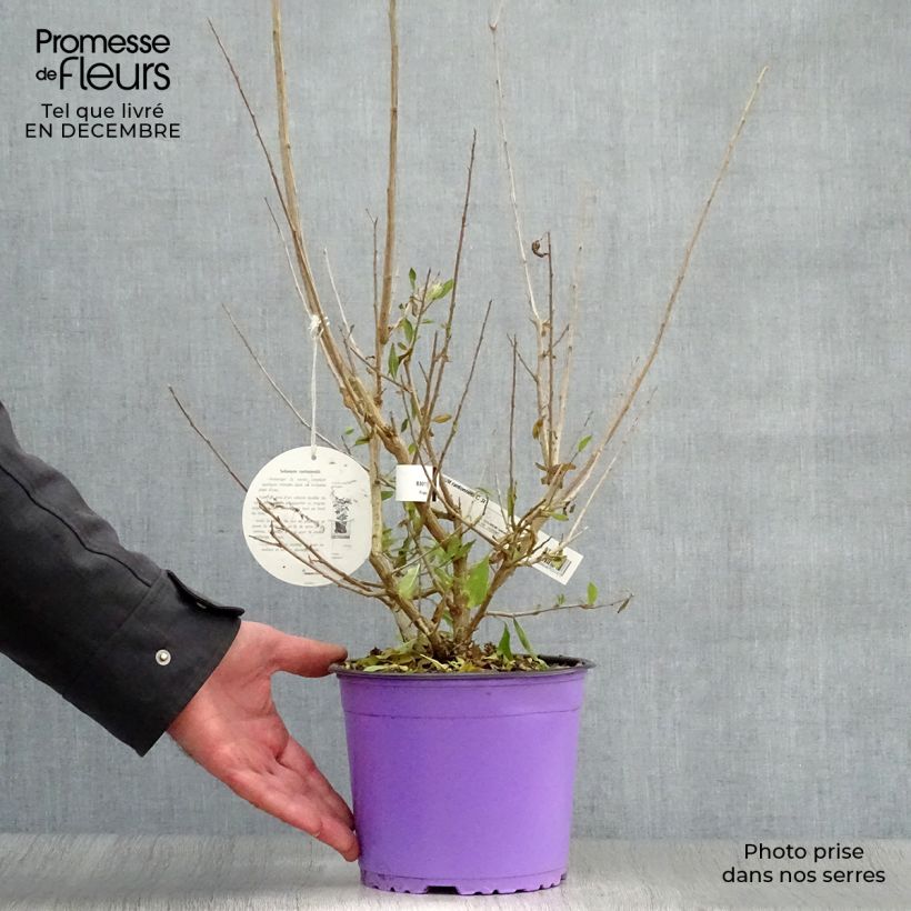 Solanum rantonnetii - Solano de flor azul Maceta 3L/4L Ejemplar entregado en invierno