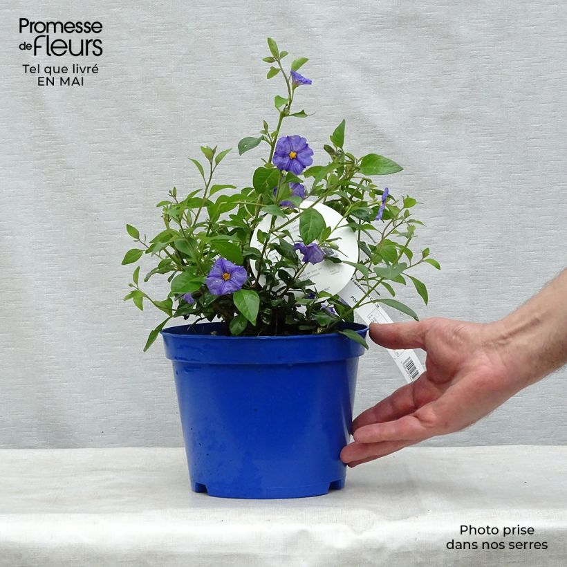 Solanum rantonnetii - Solano de flor azul Maceta 3L/4L Ejemplar entregado en la primavera