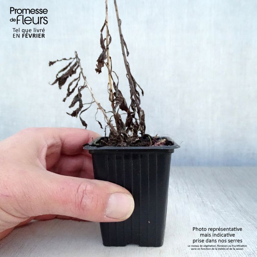 Solidago canadensis Gold King - Vara de oro Maceta de 7/8 cm Ejemplar entregado en invierno