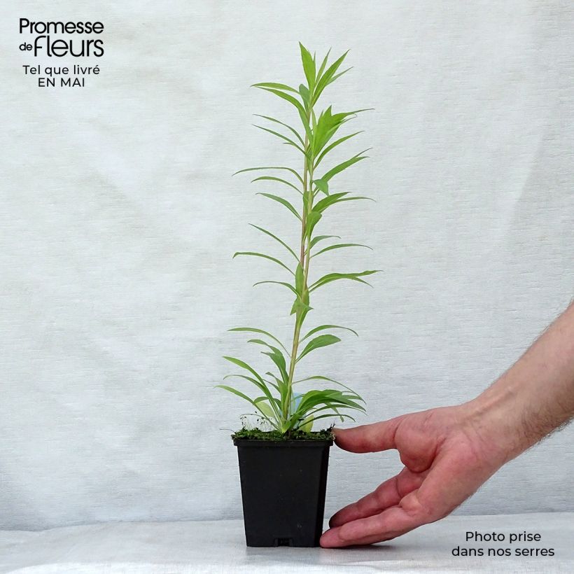 Solidago Golden Mosa - Vara de oro Maceta de 8/9 cm Ejemplar entregado en la primavera