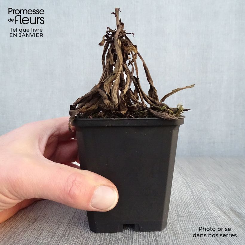 Solidago Golden Mosa - Vara de oro Maceta de 8/9 cm Ejemplar entregado en invierno