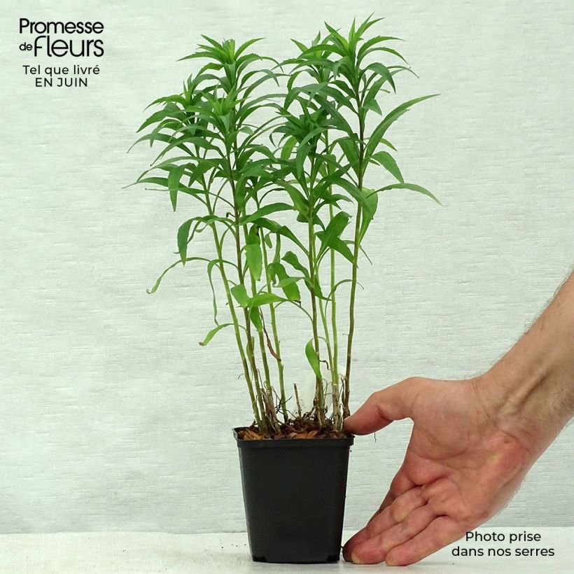 Ejemplar de Solidago Spatgold - Vara de oro Maceta de 8/9 cm entregado en verano