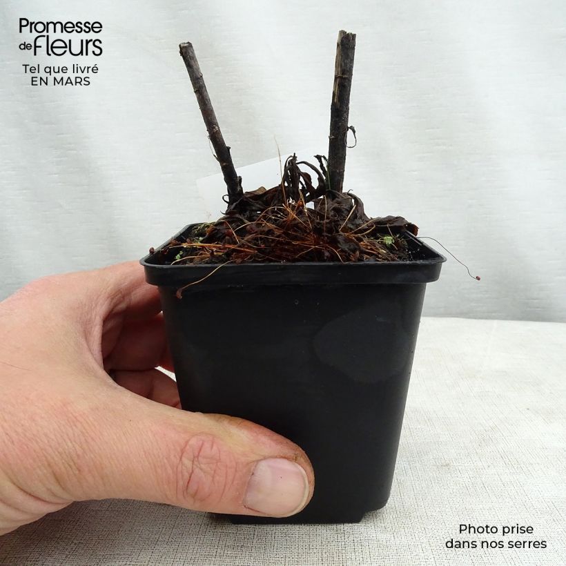 Solidago Spatgold - Vara de oro Maceta de 8/9 cm Ejemplar entregado en la primavera