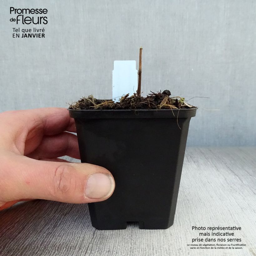 Solidago Strahlenkrone - Vara de oro Maceta de 8/9 cm Ejemplar entregado en invierno