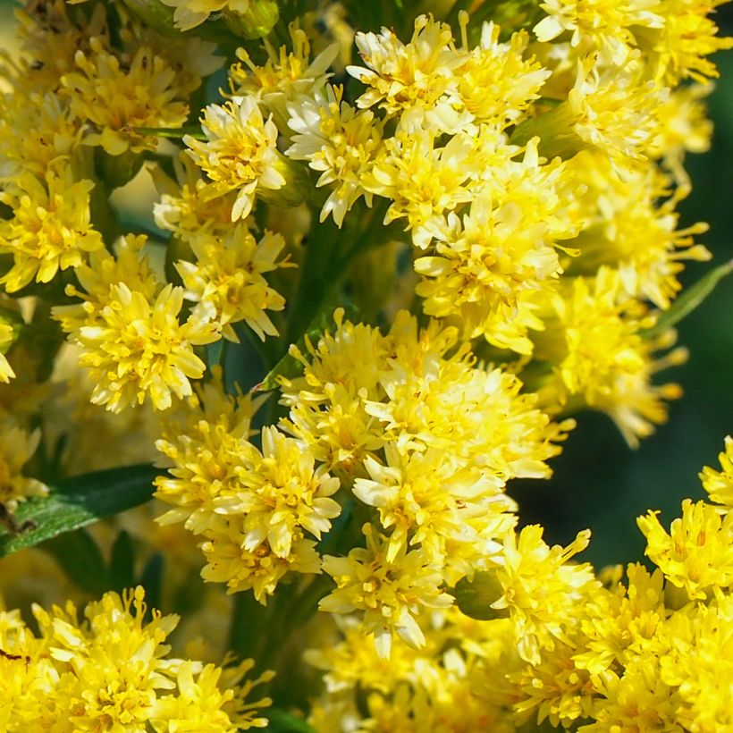 Solidago canadensis Golden Baby - Vara de oro (Floración)
