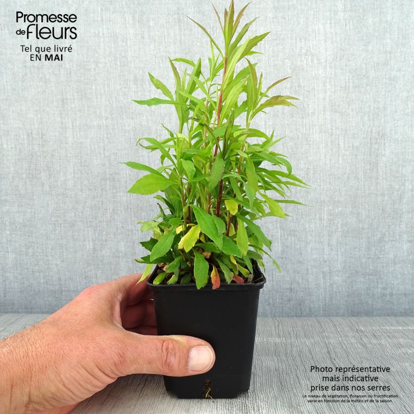 Solidago canadensis Golden Baby - Vara de oro Maceta de 8/9 cm Ejemplar entregado en la primavera