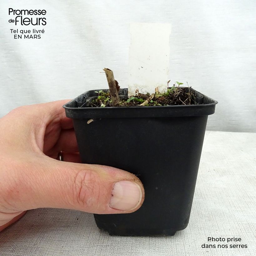 Solidago flexicaulis Variegata Maceta de 8/9 cm Ejemplar entregado en la primavera