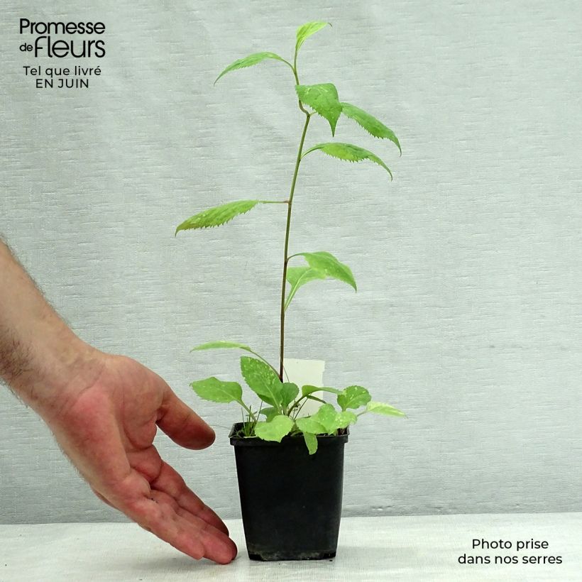 Ejemplar de Solidago flexicaulis Variegata Maceta de 8/9 cm entregado en verano