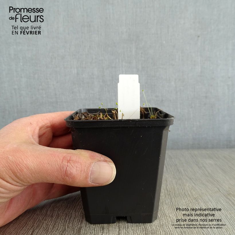 Solidago flexicaulis Variegata Maceta de 8/9 cm Ejemplar entregado en invierno