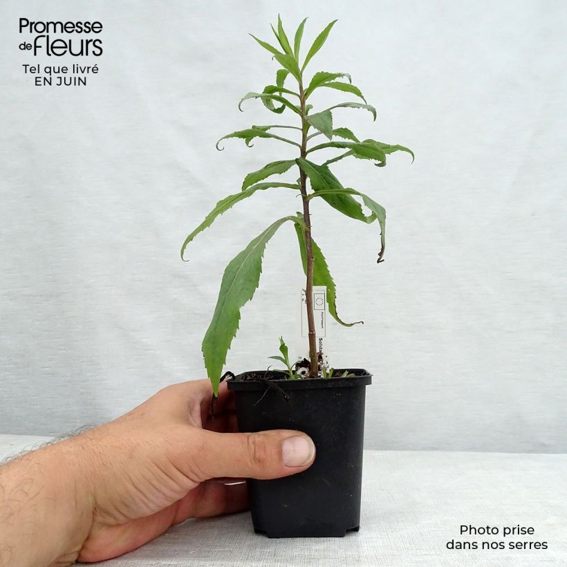 Ejemplar de Solidago Ducky - Vara de oro Maceta de 8/9 cm entregado en verano