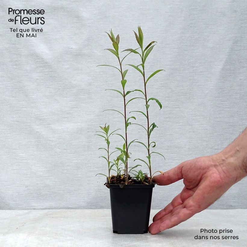 Solidago rugosa Fireworks Maceta de 8/9 cm Ejemplar entregado en la primavera