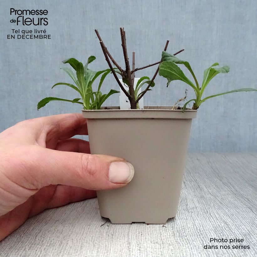 Solidago rugosa Fireworks Maceta de 8/9 cm Ejemplar entregado en invierno