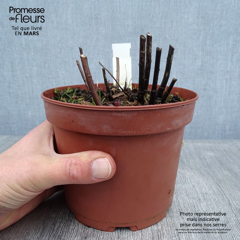 Solidago rugosa Fireworks Maceta 2L/3L Ejemplar entregado en invierno