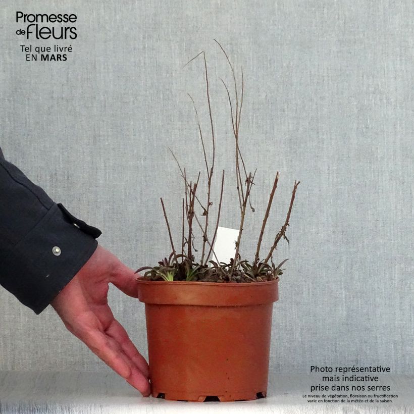 Solidago rugosa Fireworks Maceta 2L/3L Ejemplar entregado en la primavera