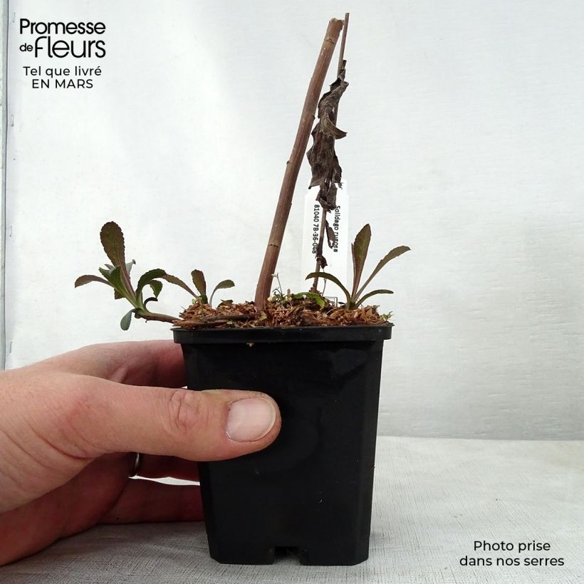 Solidago rugosa Maceta de 8/9 cm Ejemplar entregado en la primavera