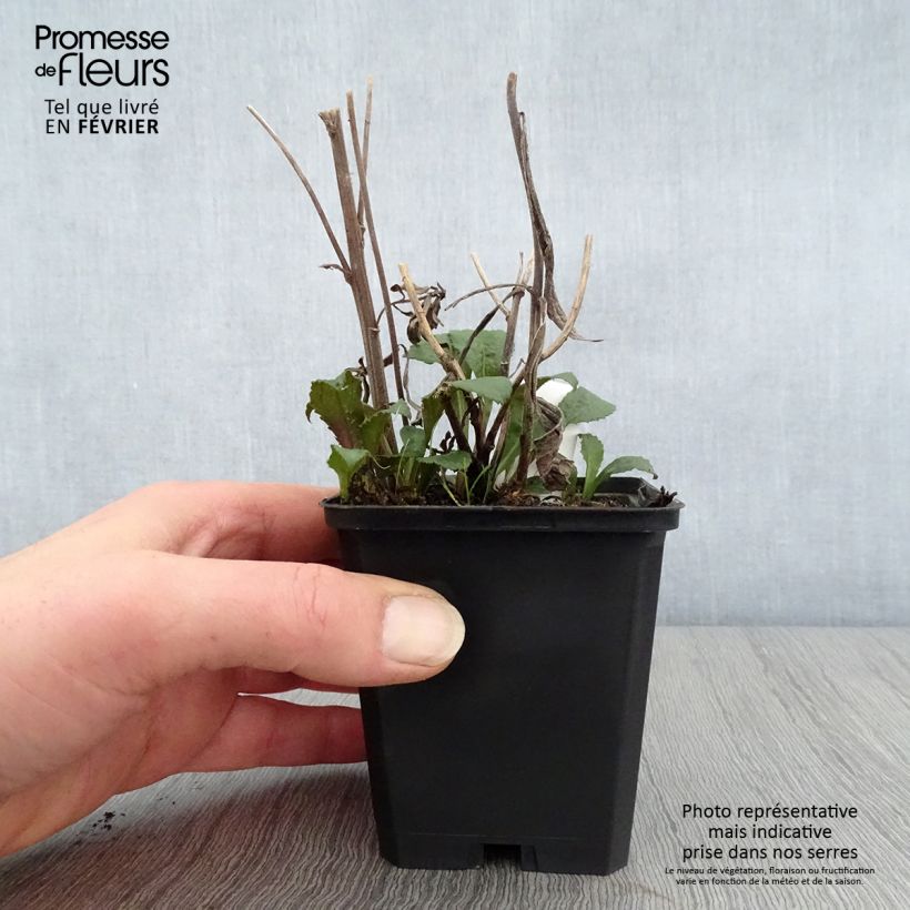 Solidago rugosa Maceta de 8/9 cm Ejemplar entregado en invierno