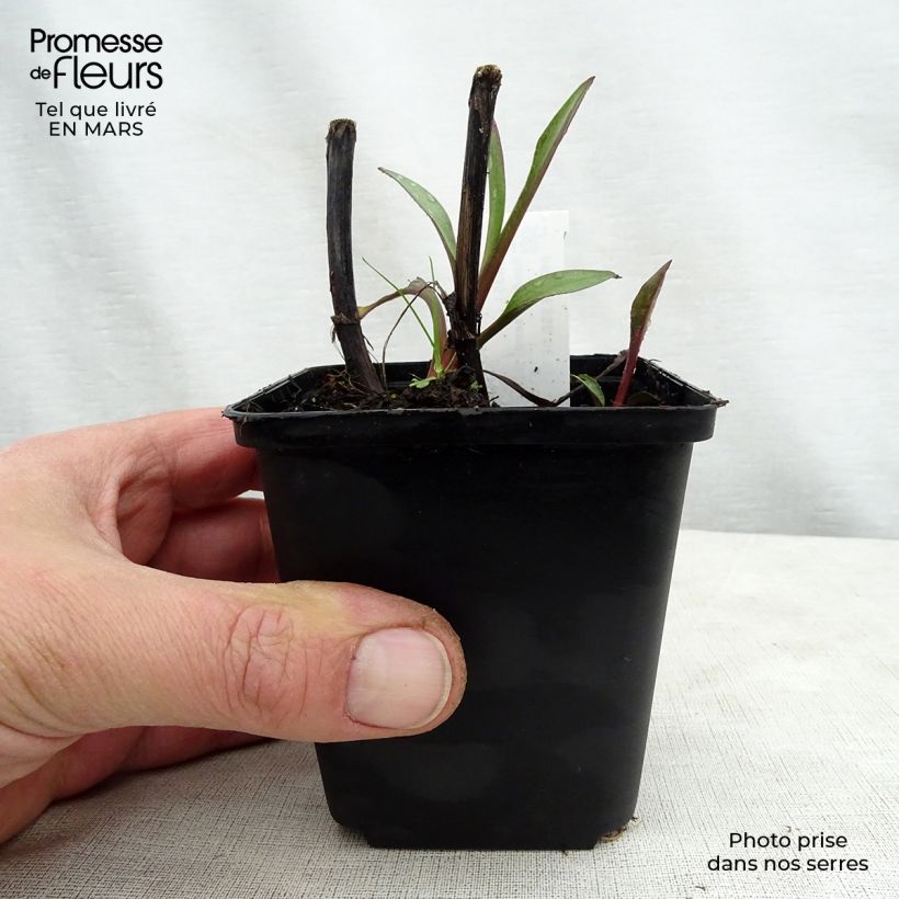 Solidago sempervirens Goldene Wellen Maceta de 8/9 cm Ejemplar entregado en la primavera