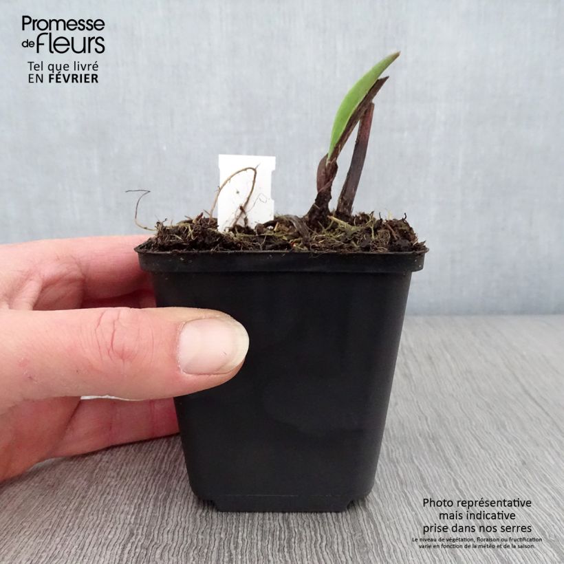 Solidago sempervirens Goldene Wellen Maceta de 8/9 cm Ejemplar entregado en invierno