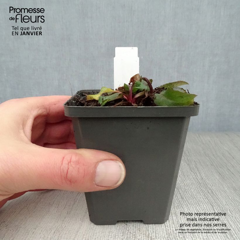 Solidago virgaurea - Vara de oro Maceta de 8/9 cm Ejemplar entregado en invierno